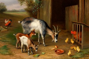 Goats And Chickens At The Farm 1_OSG